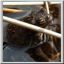 Bufo bufo - Erdkroete 03.jpg